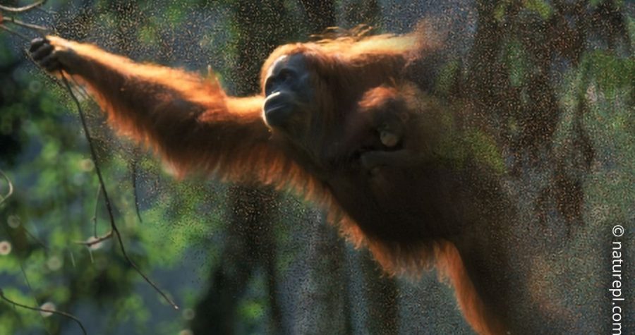 Svjetski je dan divljih vrsta: Čovjek-divljak i njegovo divljaštvo u par desetljeća istrijebilo 70 posto ‘divljih vrsta’ na Zemlji