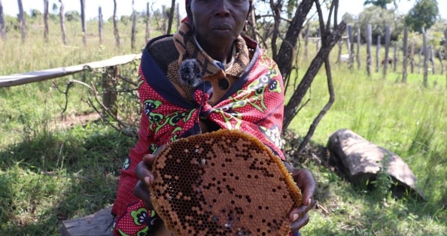 Pleme Ogieka: Ekološka tuga zbog klimatskih promjena