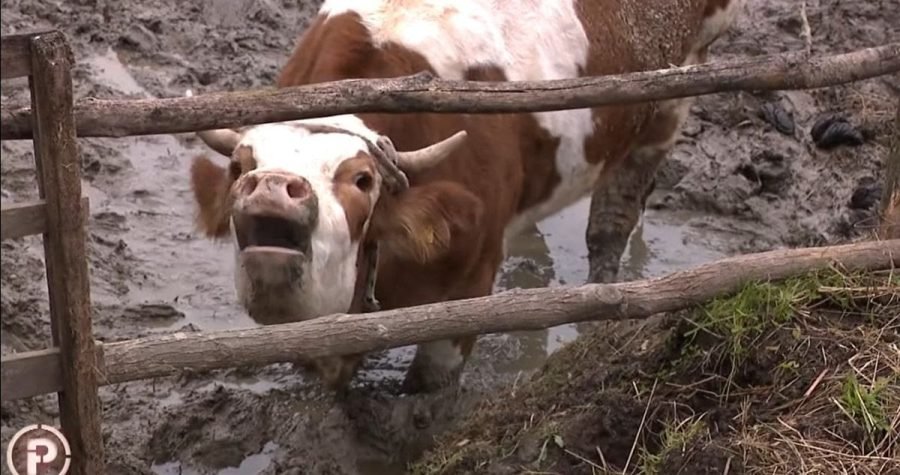 Udruga Prijatelji životinja podnijeli kaznenu prijavu protiv Stojana Vitanovića: U deset godina, unatoč zanemarivanju životinja, dobio gotovo 30 tisuće eura državnih potpora !?