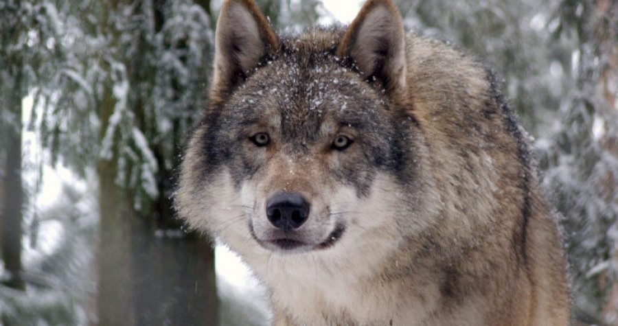 Vuk u Europi opet ugrožen: Razlog tome je bivši poni u vlasništvu Ursule von der Leyen?
