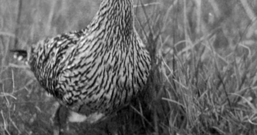 Izumrla još jedna vrsta ptica: Sad je možete vidjeti samo na fotografiji