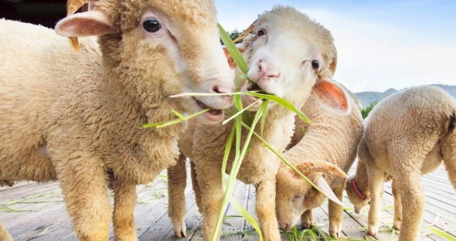 Apsurdni zakoni: za oštećenje tuđe stvari mogli biste duže odležati u zatvoru, nego za silovanje životinja