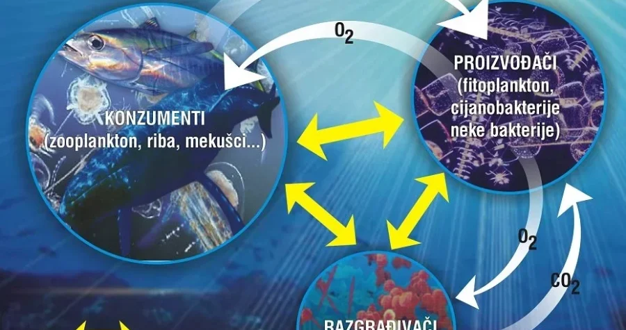 Institut za oceanografiju i ribarstvo: “Porast temperature mora urušava temelj morskog života u Jadranu!”