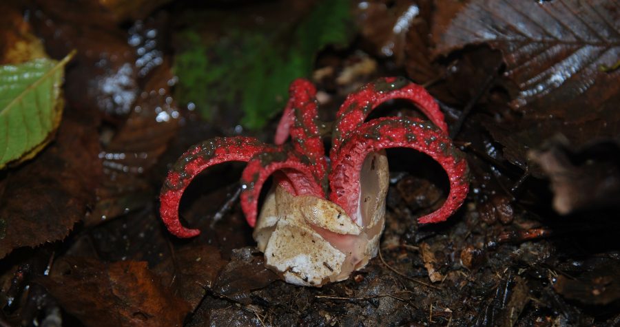 Šesti hrvatski simpozij o invazivnim vrstama: Smeđe alge, orijentalni stršljeni, gljiva velika popinovka, tigrasti komarac, ambrozija, crveni močvarni rak…