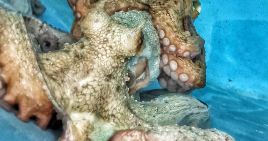 Prije nego li radi divljačkog izlova nestanu iz Jadrana: Znanstvenici uzgojili pa pustili ličinke hobotnice u more