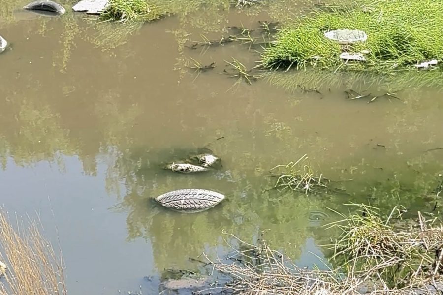 Fekalno jezero u Kistanjama, u zaštićenoj eko-mreži Natura 2000, nadomak NP Krka: Problem datira iz 1999., od izgradnje septičke jame za Novo naselje, i do danas nije riješen! Zbog birokracije (?! )