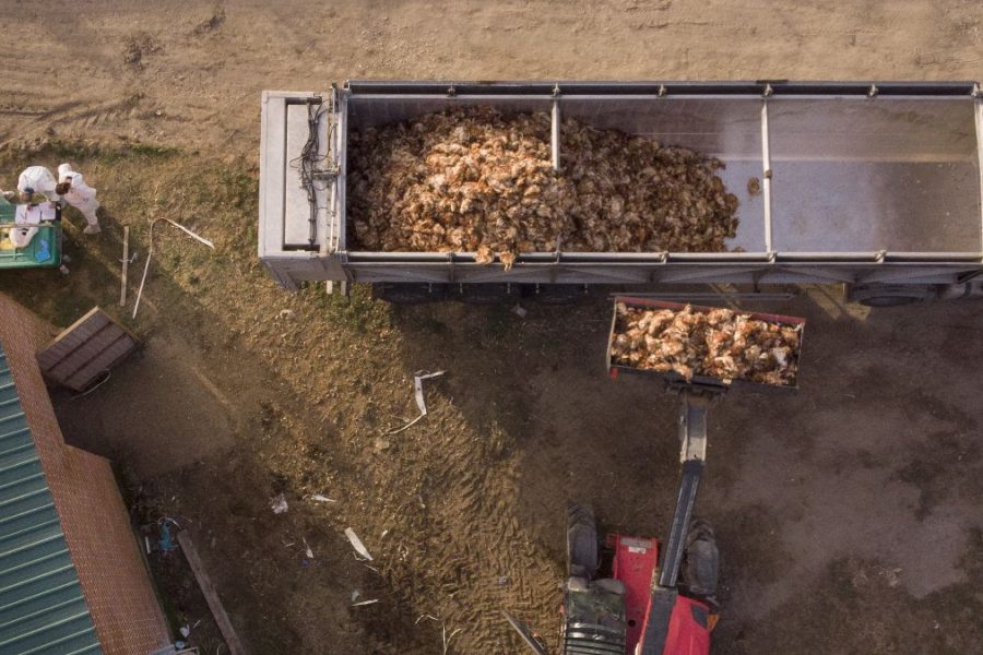 Prijatelji životinja: Zbog vrućina masovno stradavaju i životinje na megafarmama
