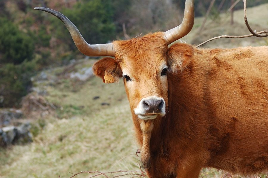 Meeeee, beeeee…: Hoće li i Hrvatsku od požara spašavati mukavci, meketavci i blejavci?